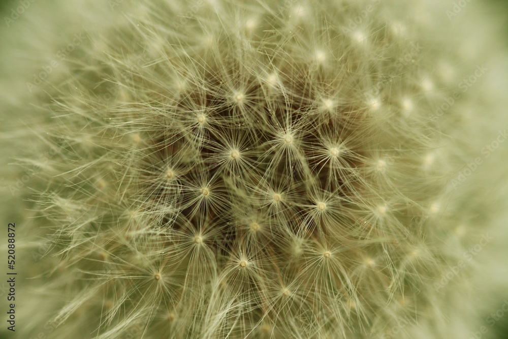 Fototapeta premium pusteblume X