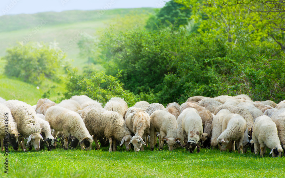 Fototapeta premium Sheep on a field eating grass