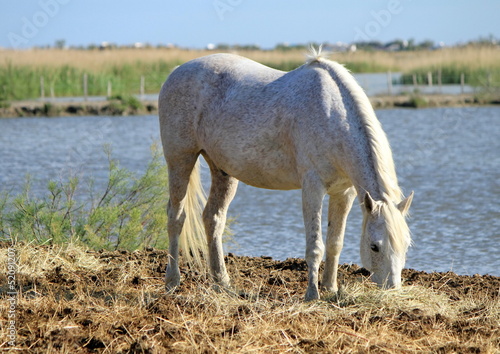Fototapeta Naklejka Na Ścianę i Meble -  White horse eating, Camargue, France