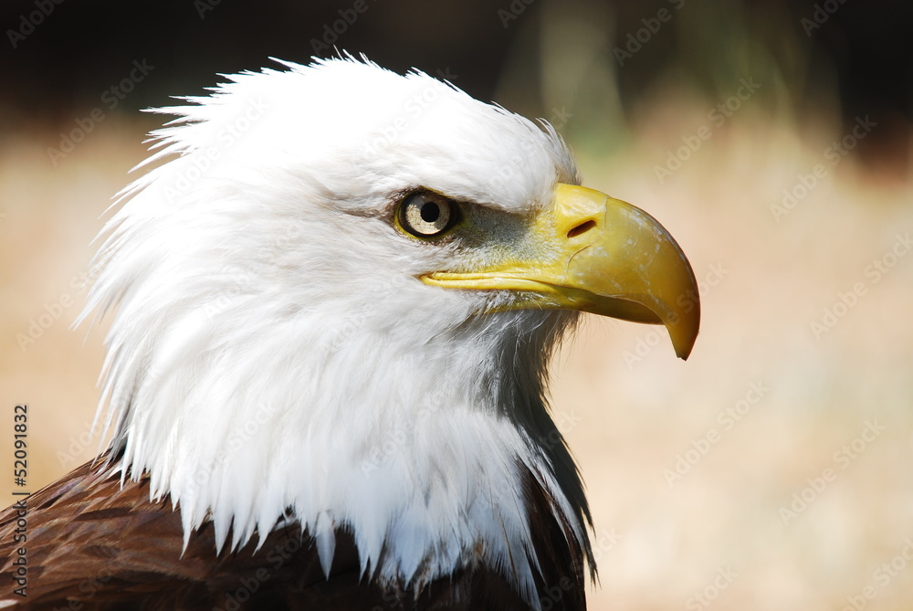Fototapeta premium AGUILA CALVA