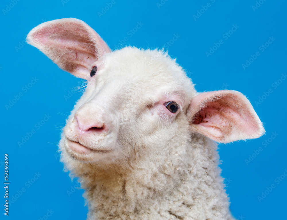 happy youg sheep  - portrait on a blue background