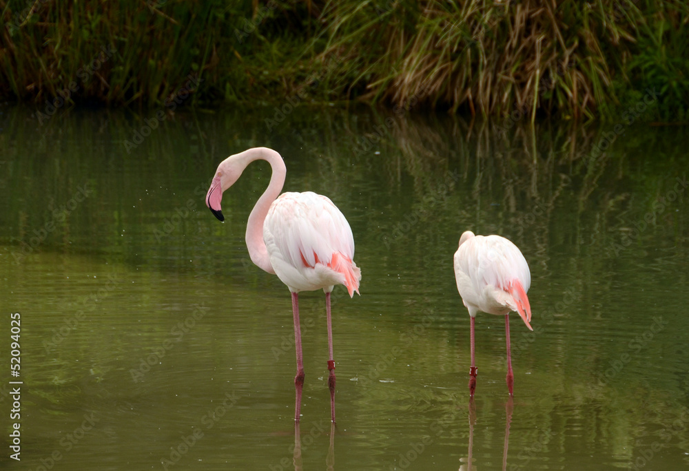 Flamingos in natural environment
