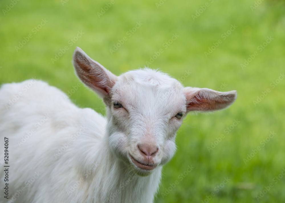 goat eating grass