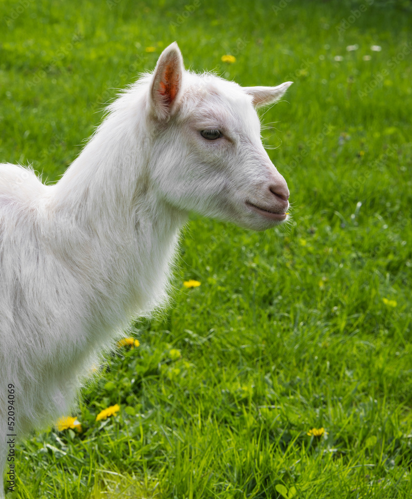 an young whte goat in the gatden an young whte goat in the gatden