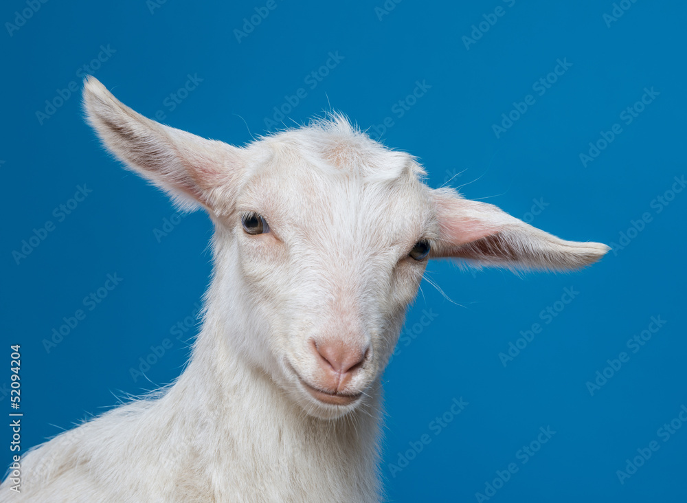 Obraz premium whte goat - on a blue background