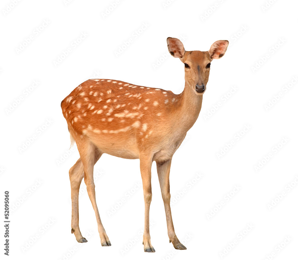 Obraz premium sika deer isolated