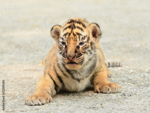 baby bengal tiger