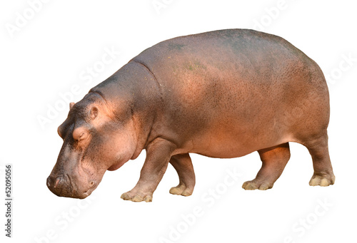 Murais de parede hippopotamus isolated