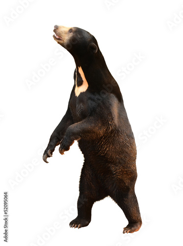 malayan sunbear isolated photo