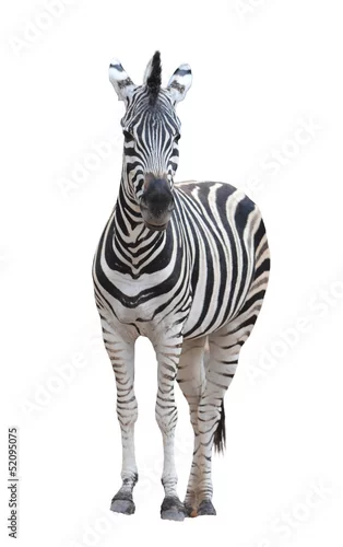 Obraz zebra na białym tle