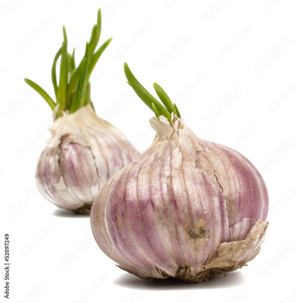 Garlic isolated on white background