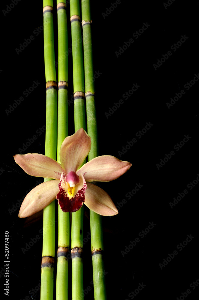orchid with bamboo grove on black background orchid with bamboo grove on black background