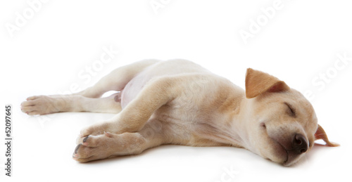 puppy dog lying