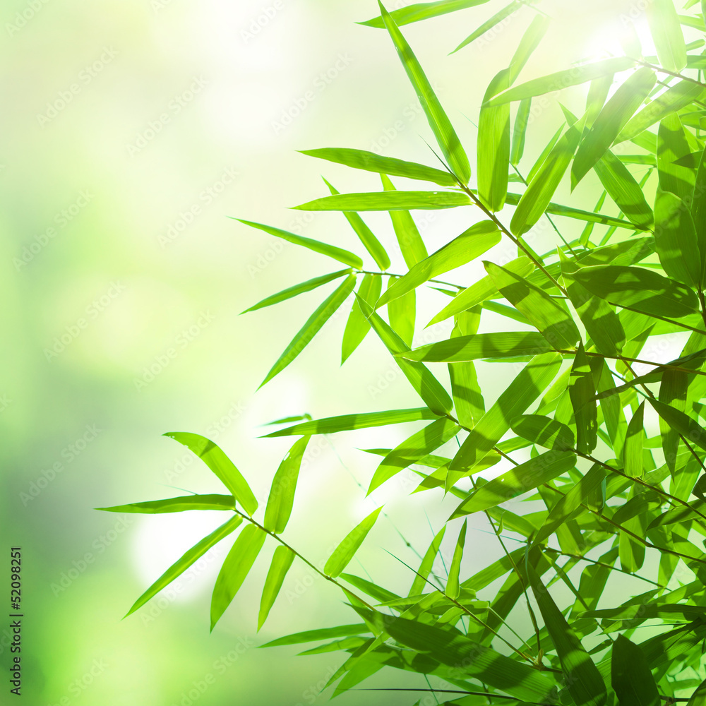 Obraz premium bamboo leaves background