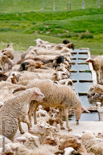 Tableau sur toile thirsty sheep