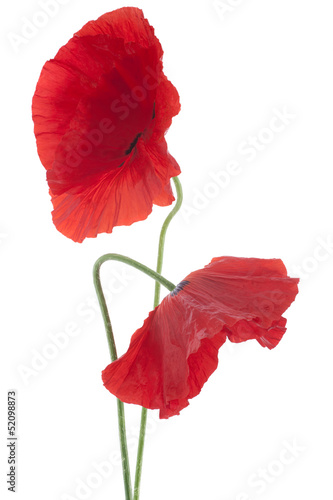 Fototapeta Naklejka Na Ścianę i Meble -  poppy