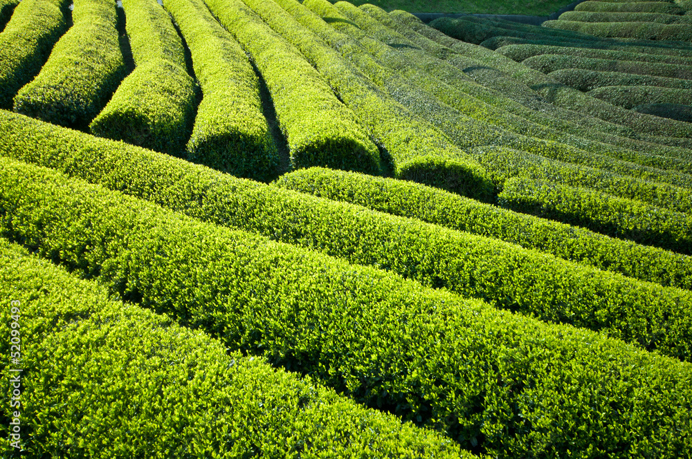 新緑の茶畑
