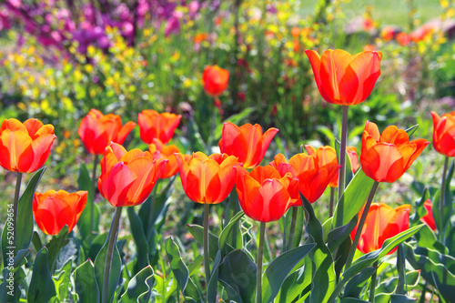 Tulips growing in the park