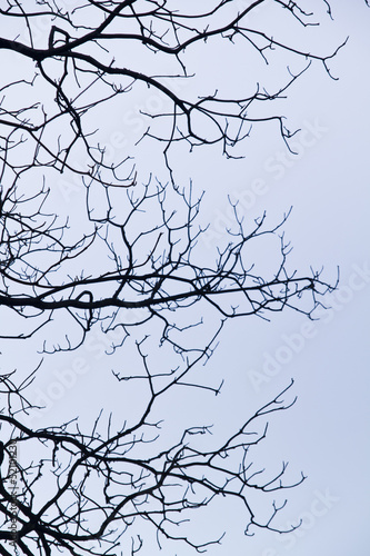 intricacy on tree branches