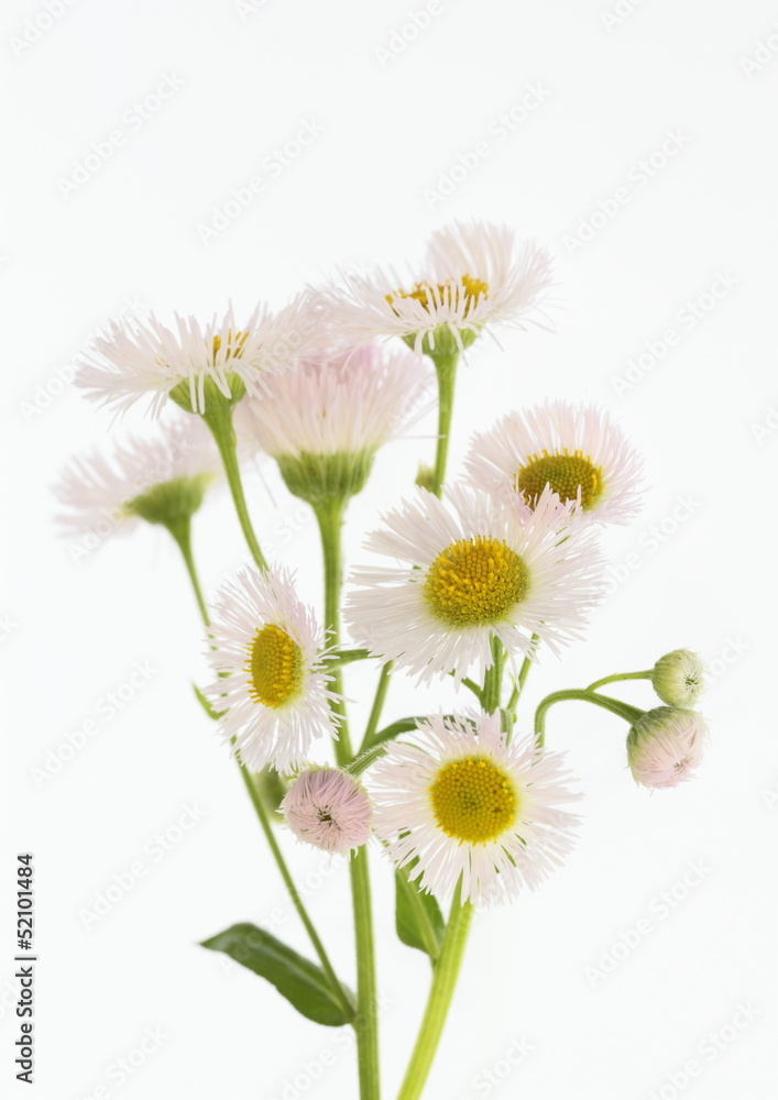 北アメリカから来たハルジオン 春紫菀 の花 Stock Photo Adobe Stock