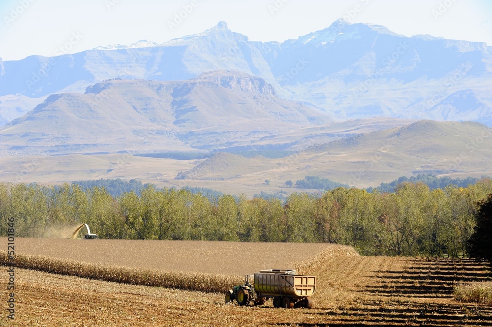 Naklejka premium THRESHING MAIZE