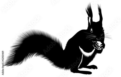 animal squirrel