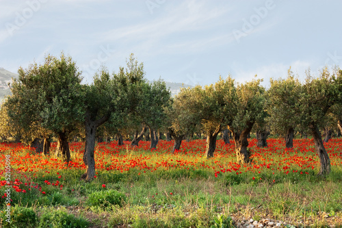 Alberi di ulivo su un tappeto di papaveri photo