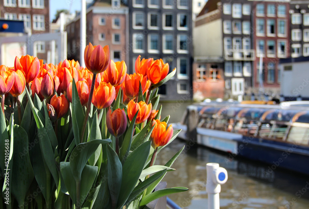 Obraz premium Amsterdam in tulips