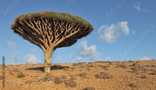 Dragon tree - endemic tree from Soqotra, Yemen