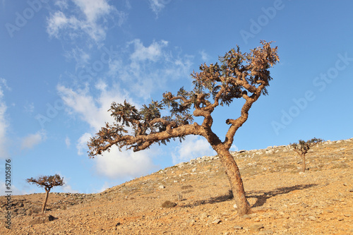 Boswellia - a frankincense tree - endemic of Socotra photo