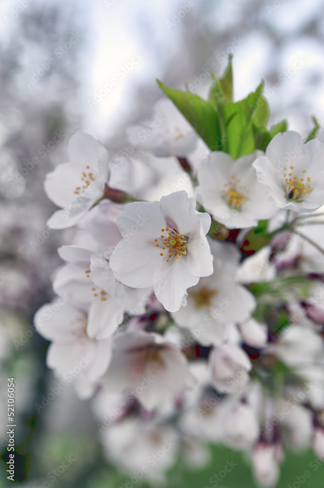 Sakura Sakura