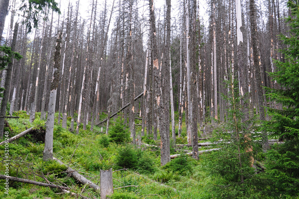 Destroyed forest, dry tree, - Polish Tatra mountains - obrazy, fototapety, plakaty 