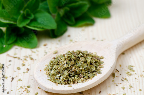 Dried oregano on wooden spoon with fresh oregano in the back