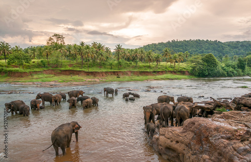 Swimmong Elephants