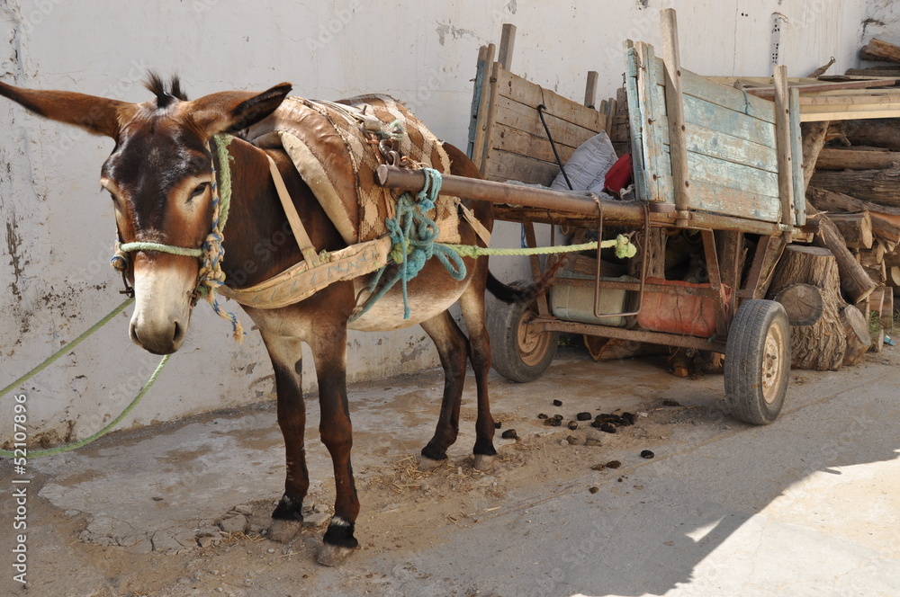 Donkey of carriage, the market in Nabeul, Tunisia Donkey of carriage, the market in Nabeul, Tunisia