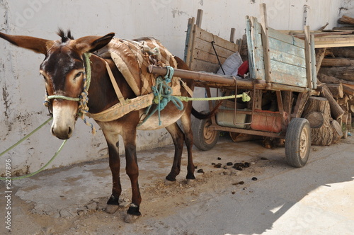 Donkey of carriage, the market in Nabeul, Tunisia