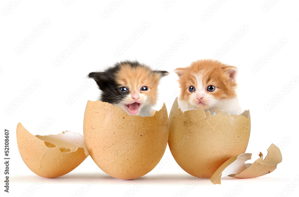 Kittens