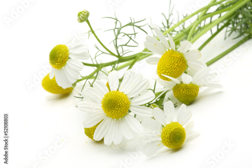 Fototapeta Naklejka Na Ścianę i Meble -  Chamomiles