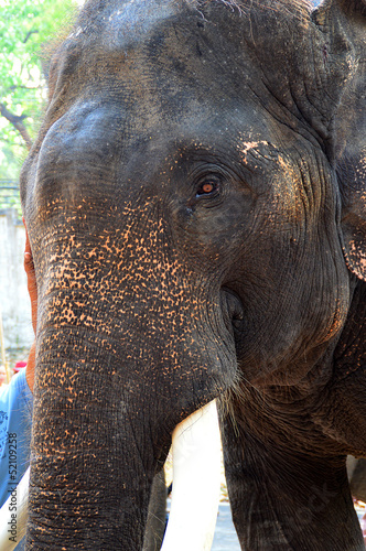 Elephant head close up