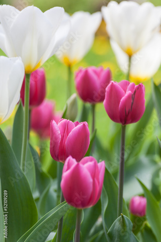 Fototapeta Naklejka Na Ścianę i Meble -  Gartentulpen