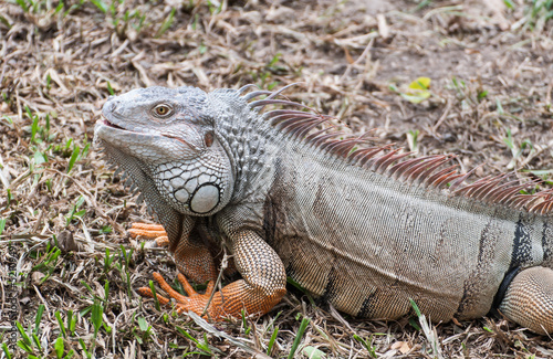 iguana reptile on the ground © sorapop