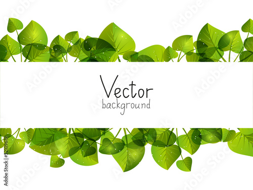 Green leaves background