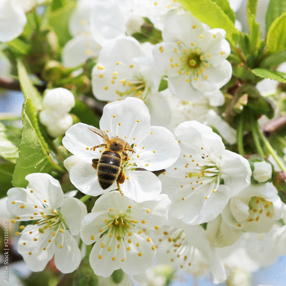 Fototapeta premium Biene in Apfelbaum Blüte