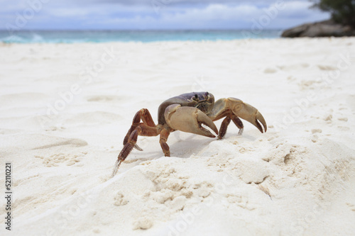 poo kai crab on white sand beach of tachai island similan nation