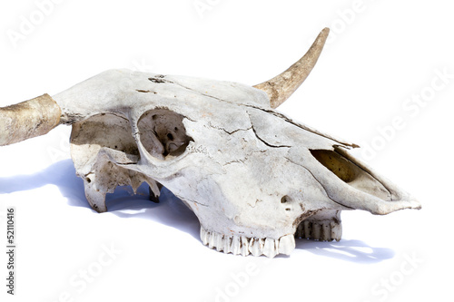 bull skull - isolated