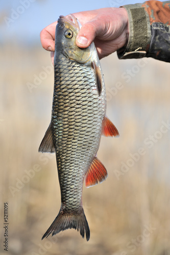 Fisherman Holding His Catch, European Chub Fish