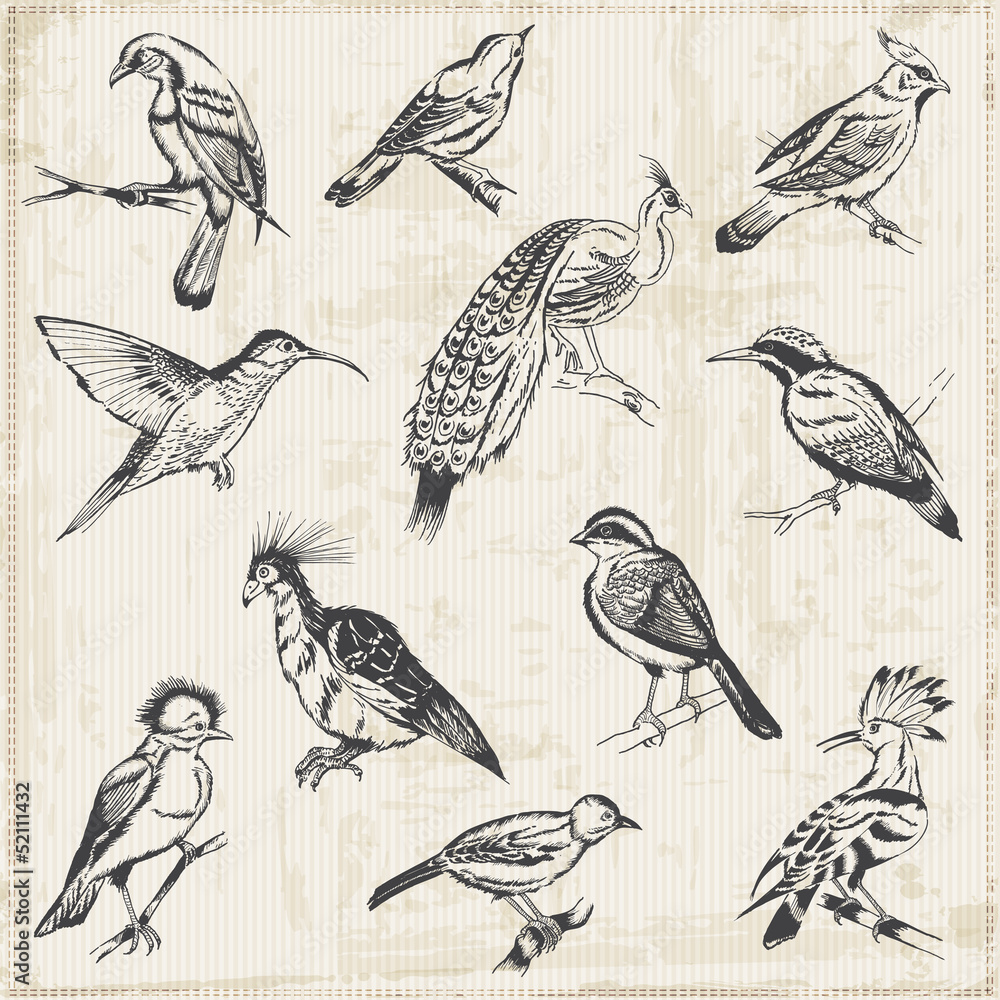 Fototapeta premium Hand drawn Birds - for design and scrapbook - in vector