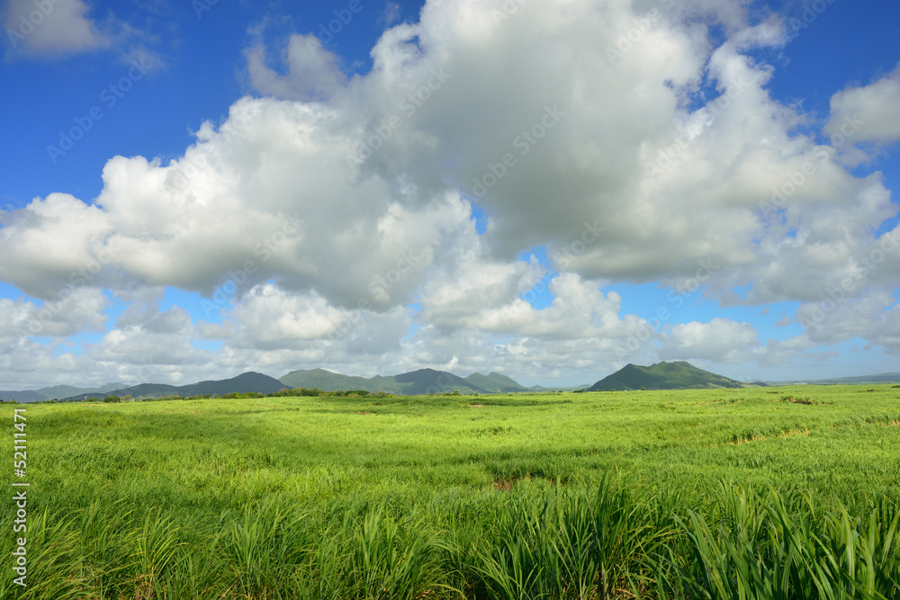 Sugarcane