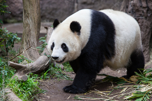 Fototapeta Naklejka Na Ścianę i Meble -  Baby Panda