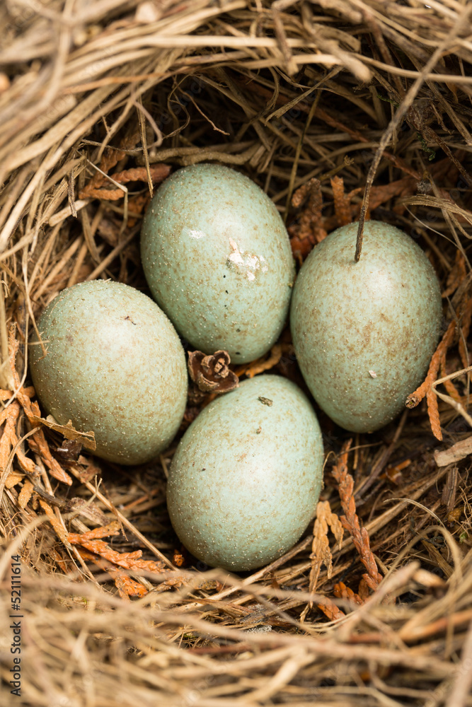 Vogelnest mit Amseleiern Vogelnest mit Amseleiern
